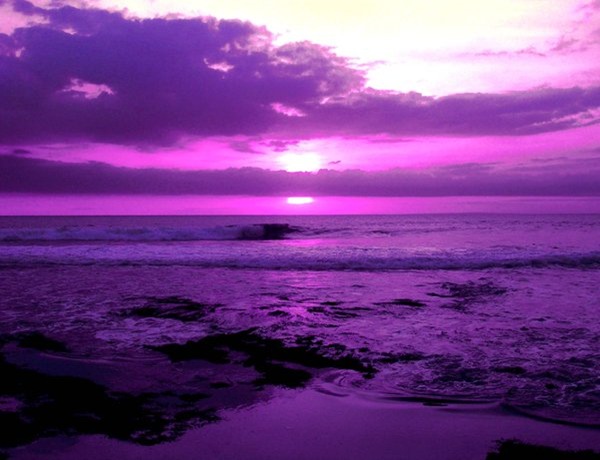 Purple Photography