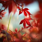 50 Examples To Show The Power Of Red Color Photography