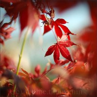 50 Examples To Show The Power Of Red Color Photography