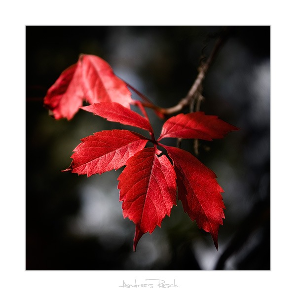 Autumn_Red_by_AndreasResch