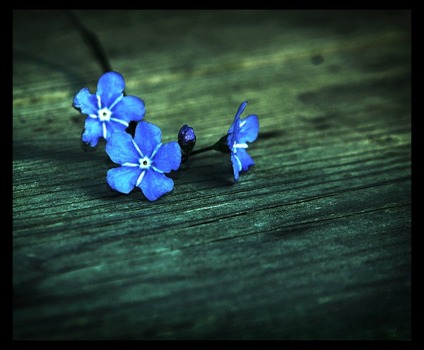 Blue_flower_by_Wytske
