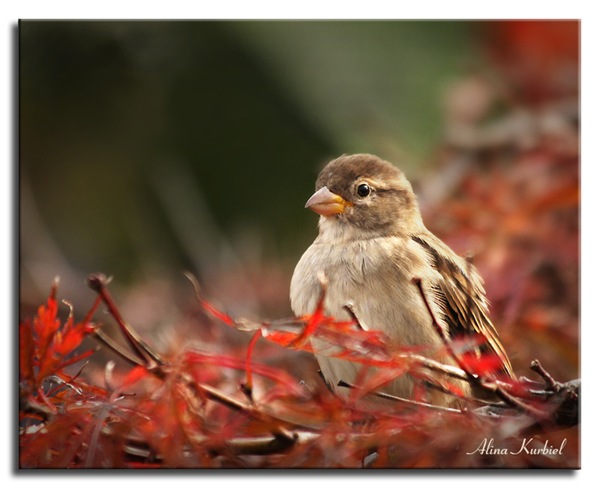 Sparrow_in_Red_by_AlinaKurbiel