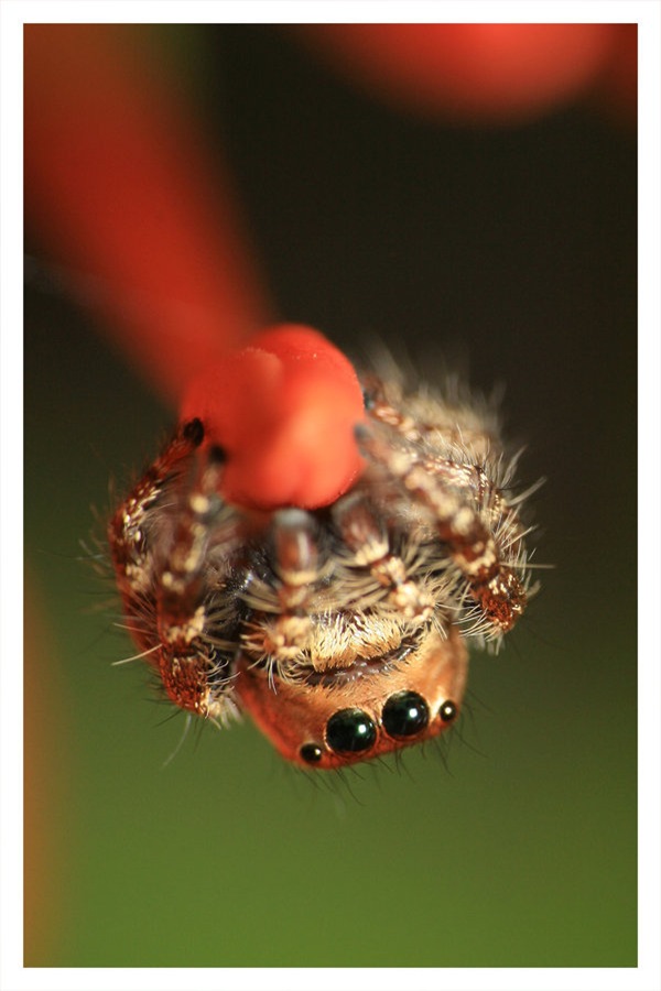 Spider_On_a_Bud_by_emanesque